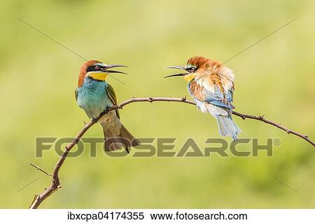 Bienenfresser (Merops apiaster), zwei Vogel auf Ast sitzend, Oblast Russe, Bulgarien, Europa View Large Photo Image Stock Photography - Bienenfresser (Merops apiaster), zwei Vogel auf Ast sitzend, Oblast Russe, Bulgarien, Europa. Fotosearch
