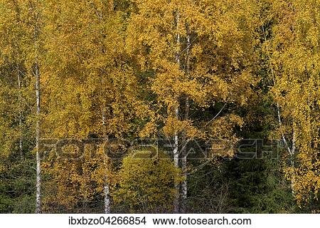 Birken (Betula) im Herbst, Nationalpark Sumava, Bohmerwald, Tschechien, Europa View Large Photo Image Picture - Birken (Betula) im Herbst, Nationalpark Sumava, Bohmerwald, Tschechien, Europa. Fotosearch