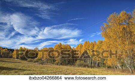 Birken (Betula) im Herbst, Nationalpark Sumava, Bohmerwald, Tschechien, Europa View Large Photo Image Picture - Birken (Betula) im Herbst, Nationalpark Sumava, Bohmerwald, Tschechien, Europa. Fotosearch