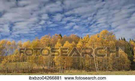 Stock Image - Birken (Betula) im Herbst, Nationalpark Sumava, Bohmerwald, Tschechien, Europa. Fotosearch