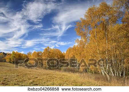 Birken (Betula) im Herbst, Nationalpark Sumava, Bohmerwald, Tschechien, Europa View Large Photo Image Stock Photo - Birken (Betula) im Herbst, Nationalpark Sumava, Bohmerwald, Tschechien, Europa. Fotosearch
