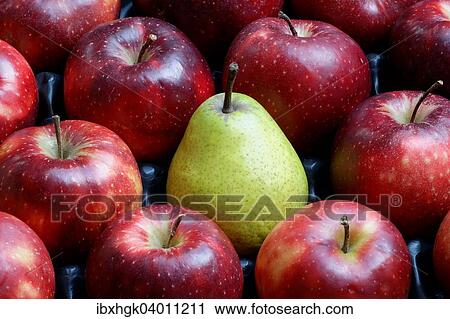 Birne inmitten von roten Jonagored Aepfeln View Large Photo Image Stock Image - Birne inmitten von roten Jonagored Aepfeln. Fotosearch