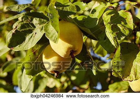 Birnenquitten (Cydonia oblonga var. oblonga) am Baum im Sonnenschein, Deutschland, Europa View Large Photo Image Picture - Birnenquitten (Cydonia oblonga var. oblonga) am Baum im Sonnenschein, Deutschland, Europa. Fotosearch