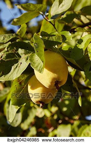 Birnenquitten (Cydonia oblonga var. oblonga) am Baum im Sonnenschein, Deutschland, Europa View Large Photo Image Stock Photography - Birnenquitten (Cydonia oblonga var. oblonga) am Baum im Sonnenschein, Deutschland, Europa. Fotosearch