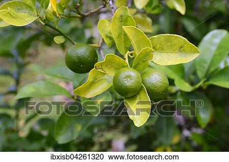 Bitterorange oder Pomeranze (Citrus x aurantium), Insel Mahe, Seychellen, Afrika View Large Photo Image Stock Image - Bitterorange oder Pomeranze (Citrus x aurantium), Insel Mahe, Seychellen, Afrika. Fotosearch