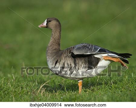 Picture - Blassgans (Anser albifrons), Bislicher Insel, Xanten, Nordrhein-Westfahen, Deutschland, Europa. Fotosearch