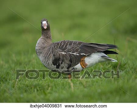 Stock Image - Blassgans (Anser albifrons), Bislicher Insel, Xanten, Nordrhein-Westfahen, Deutschland, Europa. Fotosearch