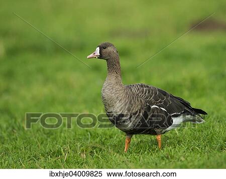 Stock Photography - Blassgans (Anser albifrons), Bislicher Insel, Xanten, Nordrhein-Westfahen, Deutschland, Europa. Fotosearch