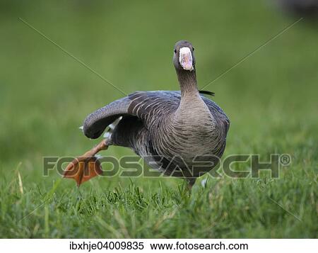 Stock Photography - Blassgans (Anser albifrons), Bislicher Insel, Xanten, Nordrhein-Westfahen, Deutschland, Europa. Fotosearch