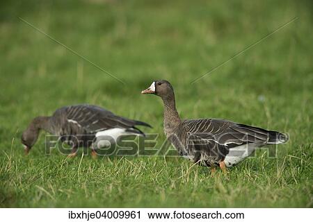 Blassganse (Anser albifrons), Bislicher Insel, Xanten, Nordrhein-Westfahen, Deutschland, Europa View Large Photo Image Stock Image - Blassganse (Anser albifrons), Bislicher Insel, Xanten, Nordrhein-Westfahen, Deutschland, Europa. Fotosearch
