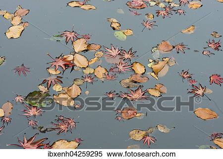 Blatter des Facherahorns (Acer palmatum) und der Rotbuche (Fagus sylvatica) auf einem Teich, Niedersachsen, Deutschland, Europa View Large Photo Image Stock Photography - Blatter des Facherahorns (Acer palmatum) und der Rotbuche (Fagus sylvatica) auf einem Teich, Niedersachsen, Deutschland, Europa. Fotosearch