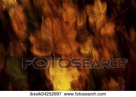 Blatter im Herbst, verfremdet, Oberschwaben, Baden-Wurttemberg, Deutschland, Europa View Large Photo Image Stock Photo - Blatter im Herbst, verfremdet, Oberschwaben, Baden-Wurttemberg, Deutschland, Europa. Fotosearch