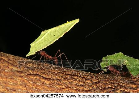 Blattschneiderameisen, (Atta sexdens), tragt Blatt, Transport von geschnittenem Blatt, Gruppe, Vorkommen in Mittelamerika und Sudamerika, captive View Large Photo Image Picture - Blattschneiderameisen, (Atta sexdens), tragt Blatt, Transport von geschnittenem Blatt, Gruppe, Vorkommen in Mittelamerika und Sudamerika, captive. Fotosearch