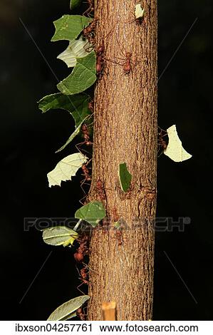 Blattschneiderameisen (Atta sexdens), tragen Blatter, Transport von geschnittenen Blattern, Vorkommen in Mittelamerika und Sudamerika, captive View Large Photo Image Stock Image - Blattschneiderameisen (Atta sexdens), tragen Blatter, Transport von geschnittenen Blattern, Vorkommen in Mittelamerika und Sudamerika, captive. Fotosearch