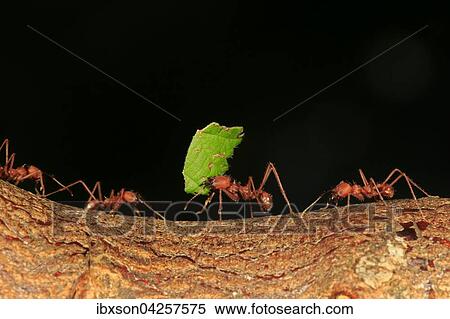 Blattschneiderameisen, (Atta sexdens), tragt Blatt, Transport von geschnittenem Blatt, Gruppe, Vorkommen in Mittelamerika und Sudamerika, captive View Large Photo Image Stock Photography - Blattschneiderameisen, (Atta sexdens), tragt Blatt, Transport von geschnittenem Blatt, Gruppe, Vorkommen in Mittelamerika und Sudamerika, captive. Fotosearch