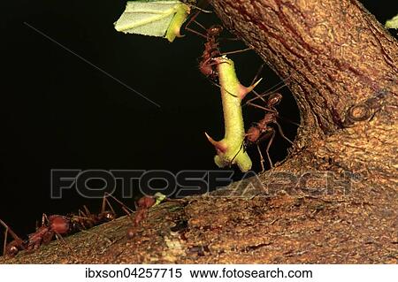 Stock Photography - Blattschneiderameisen (Atta sexdens) tragen Dornenstangel, Vorkommen in Mittelamerika und Sudamerika, captive. Fotosearch