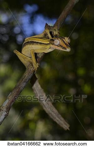 Blattschwanzgecko (Uroplatus lineatus), Regenwald, Marojejy-Nationalpark, Madagaskar, Afrika View Large Photo Image Stock Image - Blattschwanzgecko (Uroplatus lineatus), Regenwald, Marojejy-Nationalpark, Madagaskar, Afrika. Fotosearch