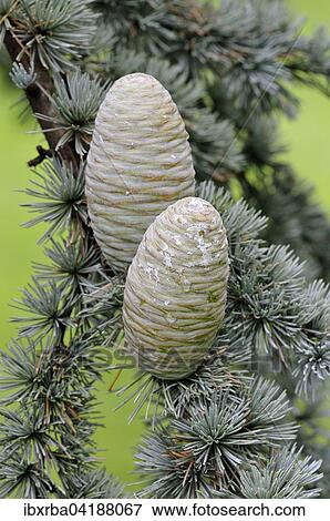 Blaue Atlas-Zeder (Cedrus atlantica cv. glauca), Nadeln und unreife Zapfen, Nordrhein-Westfalen, Deutschland, Europa View Large Photo Image Stock Photo - Blaue Atlas-Zeder (Cedrus atlantica cv. glauca), Nadeln und unreife Zapfen, Nordrhein-Westfalen, Deutschland, Europa. Fotosearch