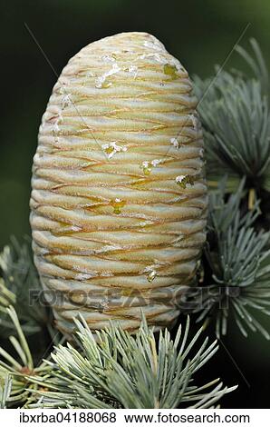 Blaue Atlas-Zeder (Cedrus atlantica cv. glauca), Nadeln und unreife Zapfen, Nordrhein-Westfalen, Deutschland, Europa View Large Photo Image Stock Photo - Blaue Atlas-Zeder (Cedrus atlantica cv. glauca), Nadeln und unreife Zapfen, Nordrhein-Westfalen, Deutschland, Europa. Fotosearch