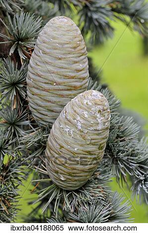 Blaue Atlas-Zeder (Cedrus atlantica cv. glauca), Nadeln und unreife Zapfen, Nordrhein-Westfalen, Deutschland, Europa View Large Photo Image Stock Photography - Blaue Atlas-Zeder (Cedrus atlantica cv. glauca), Nadeln und unreife Zapfen, Nordrhein-Westfalen, Deutschland, Europa. Fotosearch