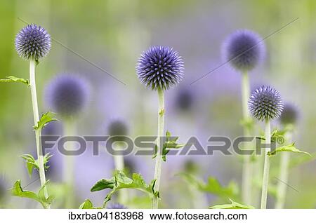 Blaue Kugeldisteln (Echinops sp. ), Nordrhein-Westfalen, Deutschland, Europa View Large Photo Image Stock Photo - Blaue Kugeldisteln (Echinops sp. ), Nordrhein-Westfalen, Deutschland, Europa. Fotosearch
