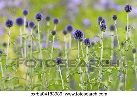 Stock Photo - Blaue Kugeldisteln (Echinops sp. ), Nordrhein-Westfalen, Deutschland, Europa. Fotosearch