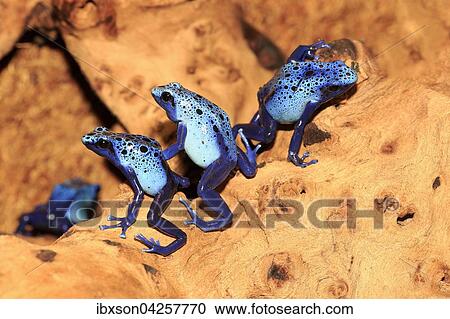 Stock Image - Blauer Baumsteiger, (Dendrobates tinctorius), adult, Gruppe, Vorkommen in Sudamerika, captive, Deutschland, Europa. Fotosearch