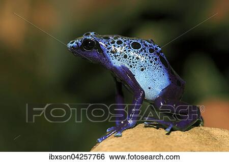 Stock Photograph - Blauer Baumsteiger, (Dendrobates tinctorius), adult, Vorkommen in Sudamerika, captive, Deutschland, Europa. Fotosearch