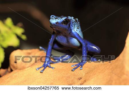 Blauer Baumsteiger, (Dendrobates tinctorius), adult, Vorkommen in Sudamerika, captive, Deutschland, Europa View Large Photo Image Stock Photography - Blauer Baumsteiger, (Dendrobates tinctorius), adult, Vorkommen in Sudamerika, captive, Deutschland, Europa. Fotosearch