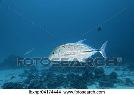 Blauflossen-Makrele (Caranx melampygus), Cocos Island, Kokosinsel, Costa Rica, Nordamerika View Large Photo Image Picture - Blauflossen-Makrele (Caranx melampygus), Cocos Island, Kokosinsel, Costa Rica, Nordamerika. Fotosearch