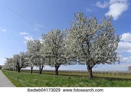 Blaufrankischweg Horitschon mit bluhenden Obstbaumen, Burgenland, Osterreich, Europa View Large Photo Image Stock Photo - Blaufrankischweg Horitschon mit bluhenden Obstbaumen, Burgenland, Osterreich, Europa. Fotosearch