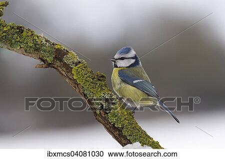 Blaumeise (Cyanistes caeruleus) im Winter, Hessen, Deutschland, Europa View Large Photo Image Stock Image - Blaumeise (Cyanistes caeruleus) im Winter, Hessen, Deutschland, Europa. Fotosearch