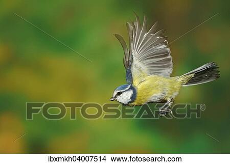 Blaumeise (Cyanistes caeruleus, Parus caeruleus) im Flug, Hessen, Deutschland, Europa View Large Photo Image Picture - Blaumeise (Cyanistes caeruleus, Parus caeruleus) im Flug, Hessen, Deutschland, Europa. Fotosearch