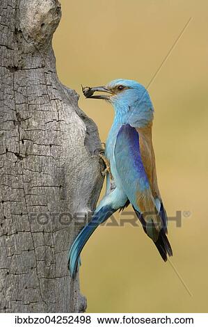Blauracke (Coracias garrulus), an ihrer Bruthohle mit Beute im Schnabel, Nationalpark Kiskunsag, Ungarn, Europa View Large Photo Image Stock Photo - Blauracke (Coracias garrulus), an ihrer Bruthohle mit Beute im Schnabel, Nationalpark Kiskunsag, Ungarn, Europa. Fotosearch