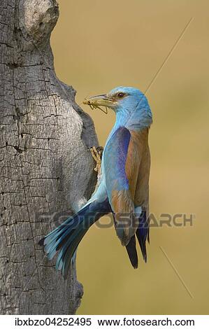 Blauracke (Coracias garrulus), an ihrer Bruthohle mit Beute im Schnabel, Nationalpark Kiskunsag, Ungarn, Europa View Large Photo Image Stock Photography - Blauracke (Coracias garrulus), an ihrer Bruthohle mit Beute im Schnabel, Nationalpark Kiskunsag, Ungarn, Europa. Fotosearch