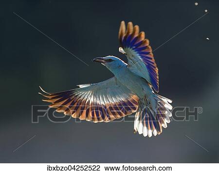 Blauracke (Coracias garrulus), fliegend im Gegenlicht, mit Beute im Schnabel, Nationalpark Kiskunsag, Ungarn, Europa View Large Photo Image Stock Image - Blauracke (Coracias garrulus), fliegend im Gegenlicht, mit Beute im Schnabel, Nationalpark Kiskunsag, Ungarn, Europa. Fotosearch