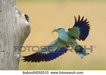 Stock Image - Blauracke (Coracias garrulus), im Anflug an ihre Bruthohle mit Beute im Schnabel, Grunes Heupferd (Tettigonia viridissima), Nationalpark Kiskunsag, Ungarn, Europa. Fotosearch