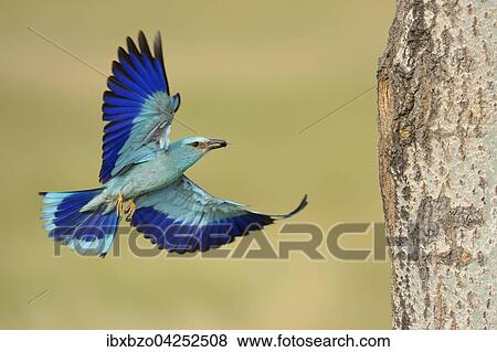 Stock Photo - Blauracke (Coracias garrulus), im Anflug an ihre Bruthohle mit Beute im Schnabel, Nationalpark Kiskunsag, Ungarn, Europa. Fotosearch