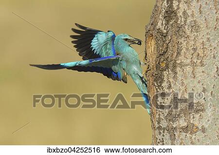 Blauracke (Coracias garrulus), im Landeanflug an ihre Bruthohle mit Beute im Schnabel, Nationalpark Kiskunsag, Ungarn, Europa View Large Photo Image Stock Photograph - Blauracke (Coracias garrulus), im Landeanflug an ihre Bruthohle mit Beute im Schnabel, Nationalpark Kiskunsag, Ungarn, Europa. Fotosearch