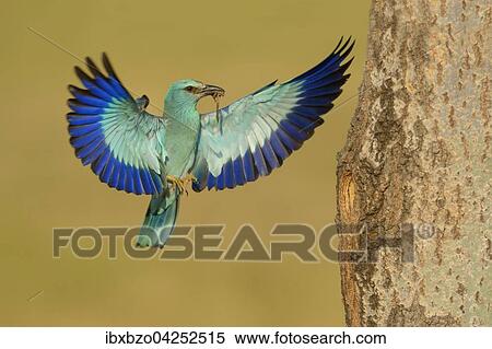 Blauracke (Coracias garrulus), im Anflug an ihre Bruthohle mit Beute im Schnabel, kleiner Grasfrosch (Rana temporaria), Nationalpark Kiskunsag, Ungarn, Europa View Large Photo Image Stock Photography - Blauracke (Coracias garrulus), im Anflug an ihre Bruthohle mit Beute im Schnabel, kleiner Grasfrosch (Rana temporaria), Nationalpark Kiskunsag, Ungarn, Europa. Fotosearch