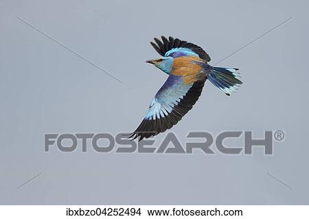 Blauracke (Coracias garrulus), fliegend, Nationalpark Kiskunsag, Ungarn, Europa View Large Photo Image Picture - Blauracke (Coracias garrulus), fliegend, Nationalpark Kiskunsag, Ungarn, Europa. Fotosearch
