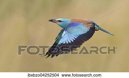 Picture - Blauracke (Coracias garrulus), fliegend, mit Beute im Schnabel, Nationalpark Kiskunsag, Ungarn, Europa. Fotosearch