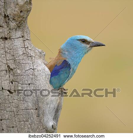 Blauracke (Coracias garrulus), schaut aus ihrer Bruthohle, Nationalpark Kiskunsag, Ungarn, Europa View Large Photo Image Stock Image - Blauracke (Coracias garrulus), schaut aus ihrer Bruthohle, Nationalpark Kiskunsag, Ungarn, Europa. Fotosearch