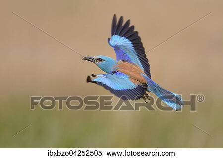 Blauracke (Coracias garrulus), fliegend, mit Beute im Schnabel, Nationalpark Kiskunsag, Ungarn, Europa View Large Photo Image Stock Photography - Blauracke (Coracias garrulus), fliegend, mit Beute im Schnabel, Nationalpark Kiskunsag, Ungarn, Europa. Fotosearch