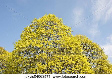 Stock Image - Bluhende Baume im Fruhling und blauer Himmel, Norwegen, Europa. Fotosearch