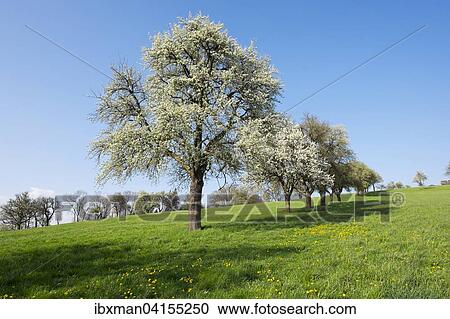 Bluhende Birnbaume, Kultur-Birne (Pyrus communis), Euratsfeld, Mostviertel, Niederosterreich, Osterreich, Europa View Large Photo Image Stock Image - Bluhende Birnbaume, Kultur-Birne (Pyrus communis), Euratsfeld, Mostviertel, Niederosterreich, Osterreich, Europa. Fotosearch
