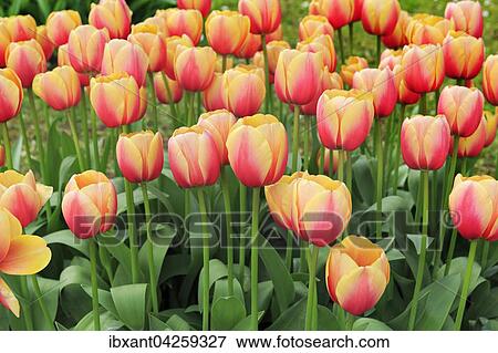 Bluhende Darwin-Hybrid-Tulpen (Tulipa fosteriana), Sorte Marit, gelb, rot, Deutschland, Europa View Large Photo Image Stock Photo - Bluhende Darwin-Hybrid-Tulpen (Tulipa fosteriana), Sorte Marit, gelb, rot, Deutschland, Europa. Fotosearch
