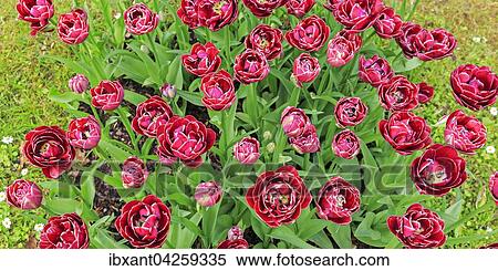 Stock Photography - Bluhende gefullte Tulpen (Tulipa), rot, Rosentulpe Dreamtouch, Deutschland, Europa. Fotosearch