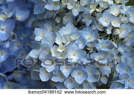 Bluhende Hortensie (Hydrangea sp. ), Nordrhein-Westfalen, Deutschland, Europa View Large Photo Image Stock Image - Bluhende Hortensie (Hydrangea sp. ), Nordrhein-Westfalen, Deutschland, Europa. Fotosearch