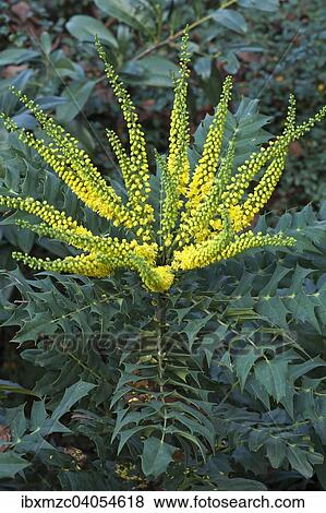 Stock Photo - Bluhende Japanische Mahonie (Mahonia japonica). Fotosearch